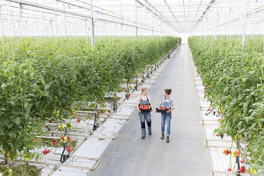 Greenhouse and Hydroponic Water Treatment: Managing TDS, EC, and Chloramine for Healthy Crops