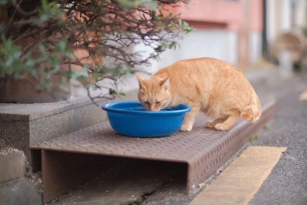 Ginger tabby cat drinking clear water from a blue bowl on a doorstep