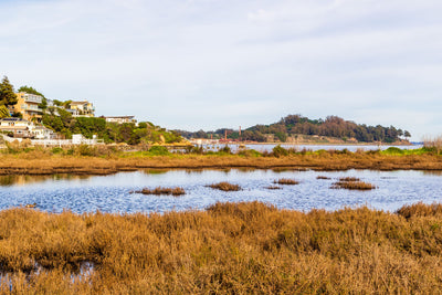 Saltwater Intrusion in Well Water: Signs, Testing and What to Do