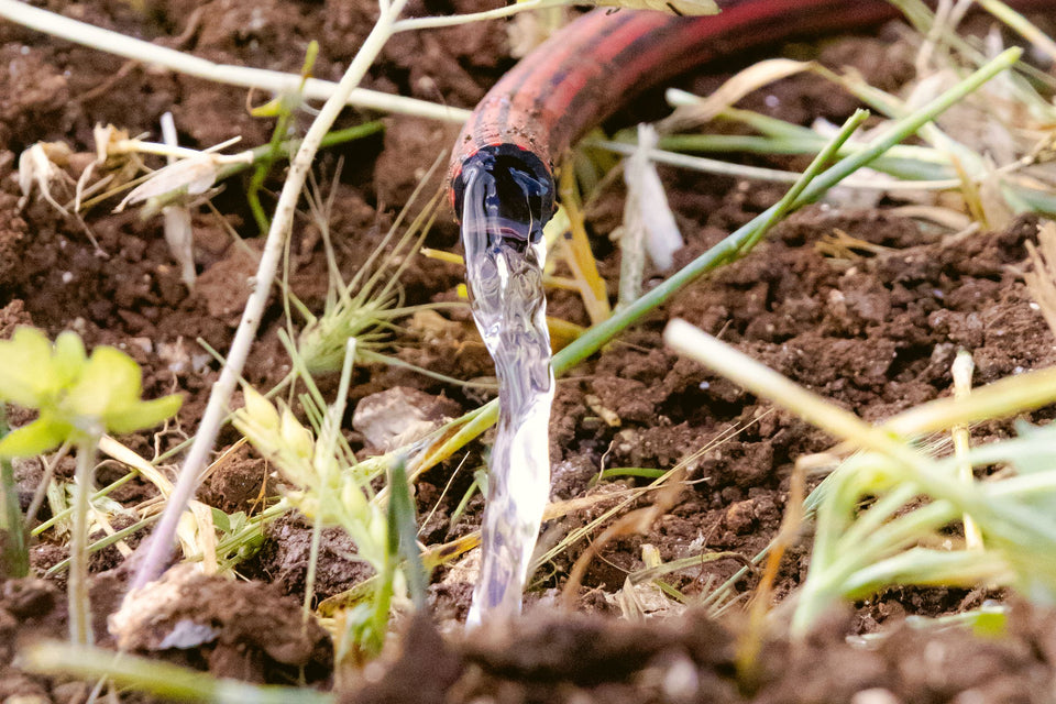 Garden hose releasing a slow stream of water straight onto bare soil among dry plant stems