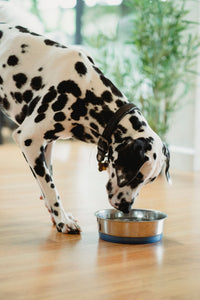 Can Dogs Drink Tap Water? What Every Owner Should Know