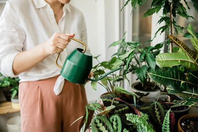 Best Water for Indoor Plants: A Filtration Expert's Guide