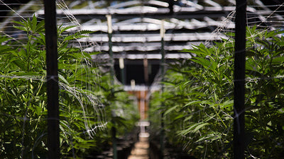 Water filtration for Commercial Cannabis Cultivation Industry